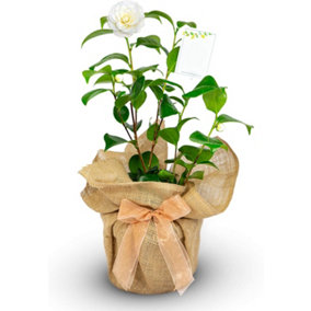 Camellia Golden Anniversary - Gift Wrapped Plant - 50th Wedding Anniversary Gift