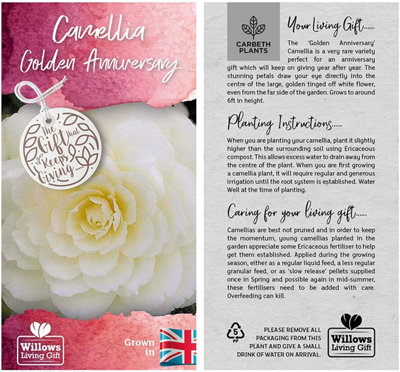 Camellia Golden Anniversary - Gift Wrapped Plant - 50th Wedding Anniversary Gift - 3
