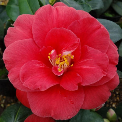camellia-jap-adolphe-audusson-1-5-litre-potted-plant-x-1
