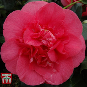 Camellia Jap. R L Wheeler 1.5 Litre Pot x 1