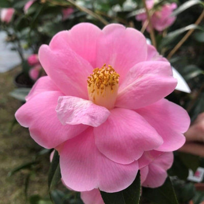 Camellia japonica 2 x Donation Plants in 9cm Pots - Evergreen