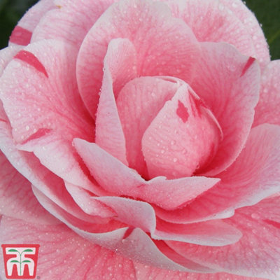 Camellia japonica Bonomiana Pink 9cm Pot x 2