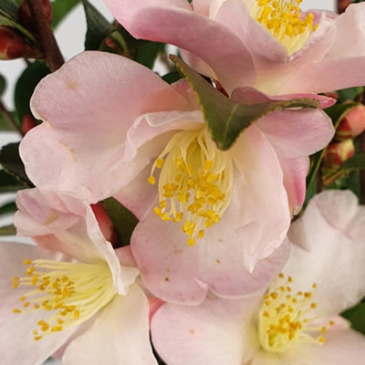 Camellia Japonica Fairy Blush 3 Litre Potted Plant x 1