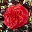 Camellia japonica Femme Fatale Established Plant in 15cm Pot
