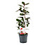 Camellia japonica Femme Fatale Established Plant in 15cm Pot