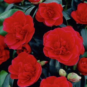 Camellia japonica Lady Campbell - Outdoor Flowering Shrub, Ideal for UK Gardens, Compact Size (15-30cm Height Including Pot)