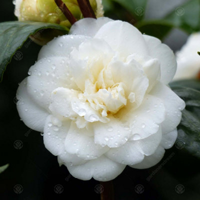 Camellia japonica Nobilissima - Outdoor Flowering Shrub, Ideal for UK Gardens, Compact Size (15-30cm)