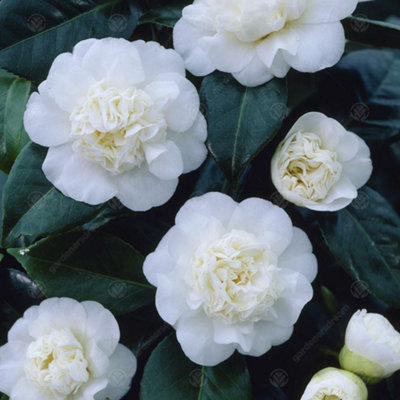Camellia japonica Nobilissima - Outdoor Flowering Shrub, Ideal for UK Gardens, Compact Size (15-30cm)
