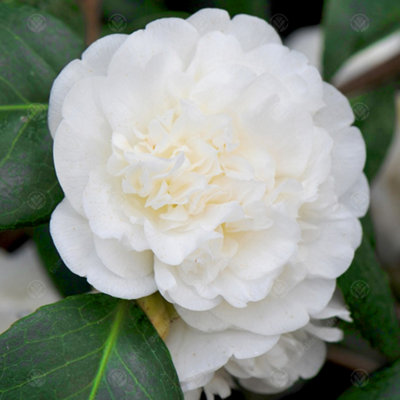 Camellia japonica Nobilissima - Outdoor Flowering Shrub, Ideal for UK Gardens, Compact Size (15-30cm)