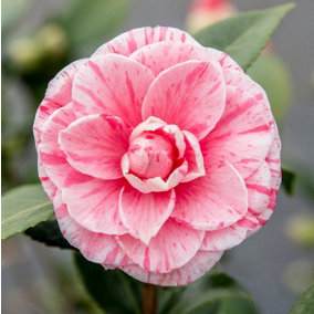 Camellia Japonica Plant 'Bonomiana' Evergreen Shrub 50-60 cm Height