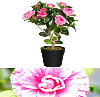 Camellia Japonica Plant 'Bonomiana' Evergreen Shrub 50-60 cm Height