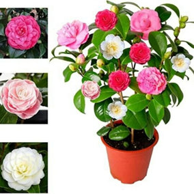 Camellia Japonica Plant Tricolour Red, White & Pink in One Pot - Evergreen Shrub - Rare Variety of Camellia Japonica Plant 30-50cm
