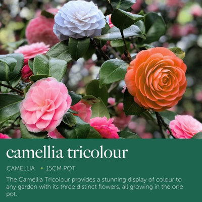 Camellia Japonica Tricolour - 3 Plantes En Pot 15cm - Fleurs Roses, Blanches, Rouges - Persistant - Jusqu'à 2m - 7