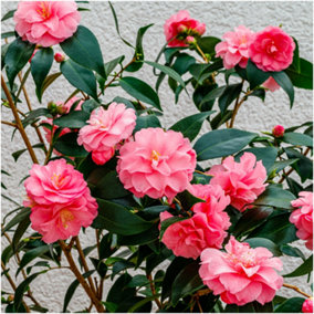 Camellia Japonica Spring Festival in 9cm Pot, Stunning Display of Pink Blooms 3FATPIGS