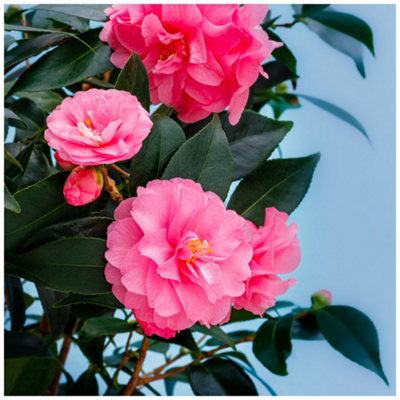 camellia-japonica-spring-