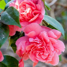 Camellia japonica Triumphans - Outdoor Flowering Shrub, Ideal for UK Gardens, Compact Size (15-30cm)
