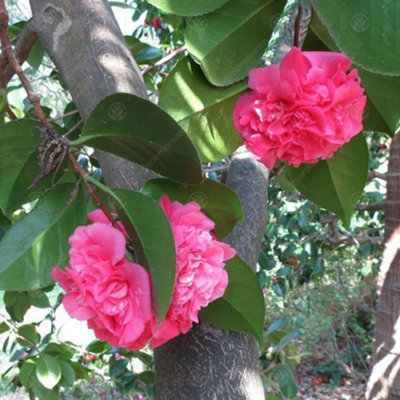 Camellia japonica Triumphans - Outdoor Flowering Shrub, Ideal for UK Gardens, Compact Size (15-30cm)