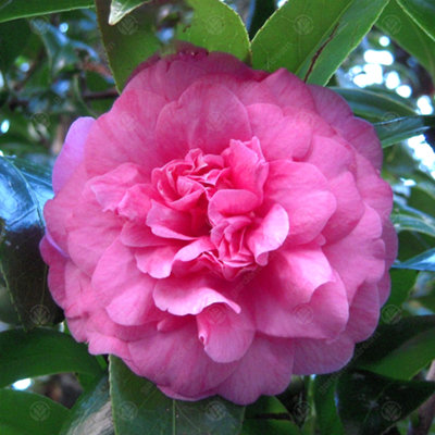 Camellia japonica Triumphans - Outdoor Flowering Shrub