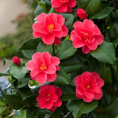 Camellia Mary Williams Plant - 20-35cm in Height - Evergreen Shrub - 9cm Pot