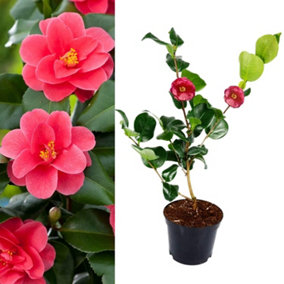 Camellia Mary Williams Plant - 20-35cm in Height - Evergreen Shrub - 9cm Pot