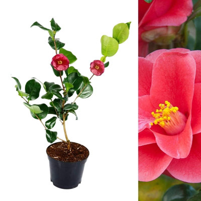 Camellia Mary Williams Plant - 20-35cm in Height - Evergreen Shrub - 9cm Pot
