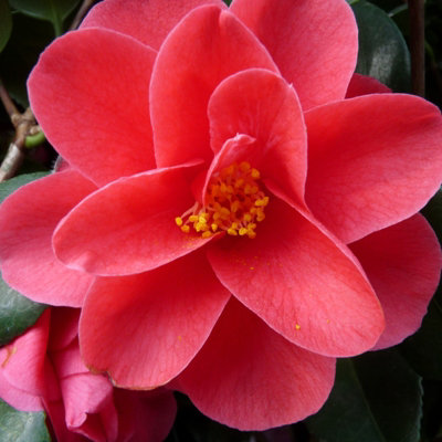 Camellia Mary Williams Plant - 20-35cm in Height - Evergreen Shrub - 9cm Pot - 3