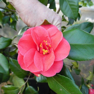 Camellia Mary Williams Plant - 20-35cm in Height - Evergreen Shrub - 9cm Pot - 4