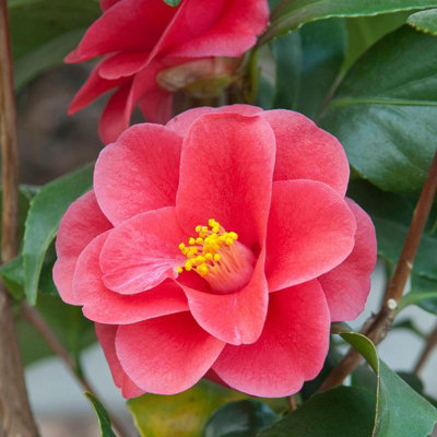 Camellia Mary Williams Plant - 20-35cm in Height - Evergreen Shrub - 9cm Pot - 5