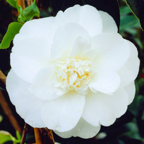 Camellia Miss Lyla - Evergreen Shrub with White Semi-Double Blooms (10-30cm Height Including Pot)