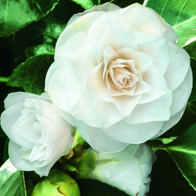 Camellia Miss Lyla - Evergreen Shrub with White Semi-Double Blooms (10-30cm Height Including Pot)