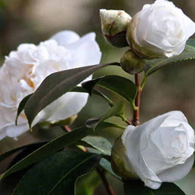 Camellia Miss Lyla - Evergreen Shrub with White Semi-Double Blooms (10-30cm Height Including Pot)
