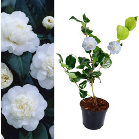 Camellia Nobilissima Plant - 20-35cm in Height - Evergreen Shrub - 9cm Pot