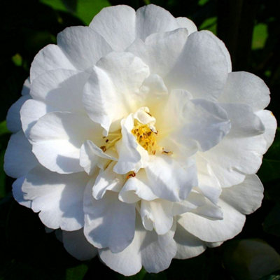 Camellia Onetia Holland - Outdoor Flowering Shrub, Ideal for UK Gardens, Compact Size (15-30cm)