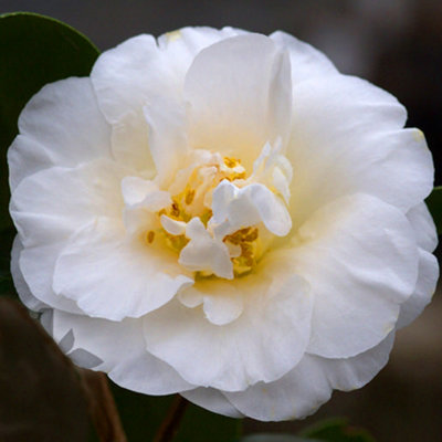 Camellia Onetia Holland - Outdoor Flowering Shrub, Ideal for UK Gardens, Compact Size (15-30cm)