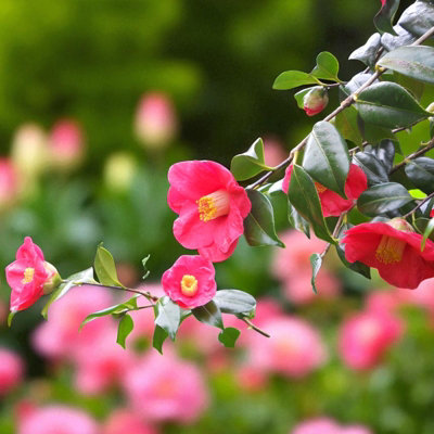 Camellia Plant Camellia Japonica William Bartlett Plant  Evergreen Winter  Flowering Shrub For Borders & Pots, Pink Blooms, 3L Pot (30-50cm) Camilla  Plant
