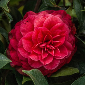 Camellia Principessa Baciocchi - Elegant Red Blooms, Compact Size (20-30cm Height Including Pot)