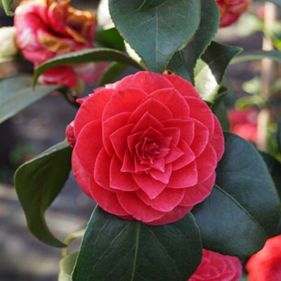 Camellia Principessa Baciocchi - Elegant Red Blooms, Compact