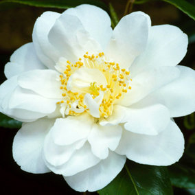 Camellia Silver Anniversary Garden Plant - Stunning White Blooms, Evergreen Foliage (15-30cm Height Including Pot)