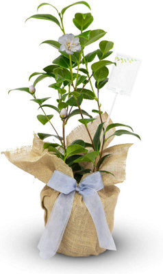 Camellia Silver Anniversary - Gift Wrapped Plant - 25th Wedding Anniversary