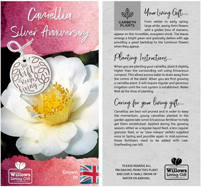 Camellia Silver Anniversary - Gift Wrapped Plant - 25th Wedding Anniversary