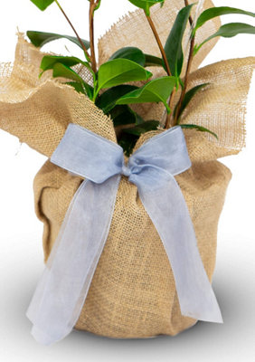 Camellia Silver Anniversary - Gift Wrapped Plant - 25th Wedding Anniversary - 3