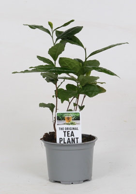 Camellia Sinensis (Theeplant) , 510cm Pot Size , 40cm Tall , Tea , Indoor Houseplant