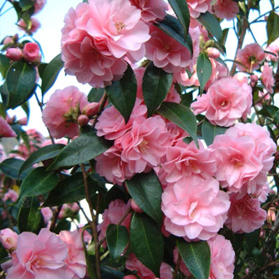 Camellia Spring Festival Live Evergreen Outdoor Garden Hardy Shrub ...