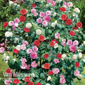 Camellia Tricolour 15cm Pot x 2