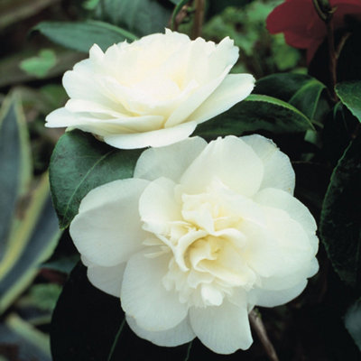 Camellia Tricolour 15cm Pot x 2 - 4