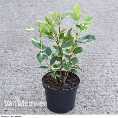 Camellia Tricolour 15cm Pot x 2 - 5