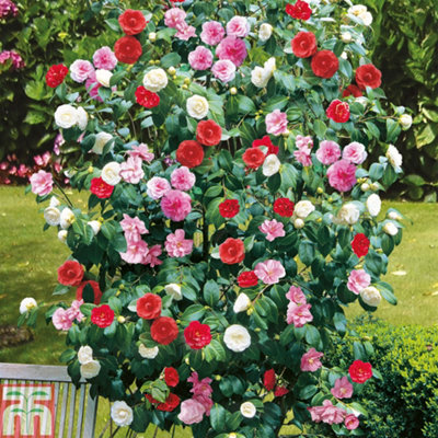 Camellia Tricolour 15cm Pot x 3