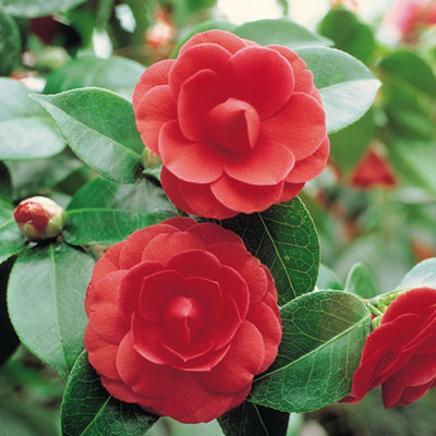 Camellia Tricolour 15cm Pot x 3