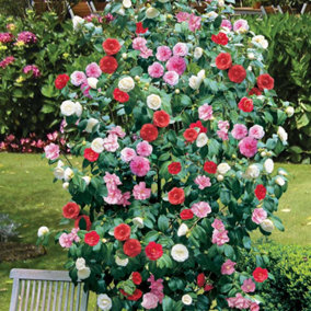 Camellia Tricolour - Red Pink and White Flowers, Evergreen Shrub, Hardy (15-25cm Height Including Pot)