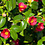 Camellia Vernalis 'Yuletide' in a 1L pot 40cm tall - Ready to Plant out Plants for Gardens